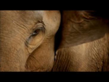 Шри-Ланка: остров слонов Sri Lanka: Elephant Island